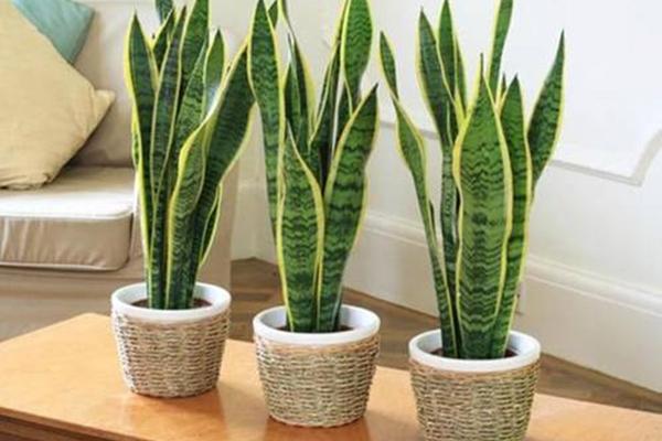 Bàn thờ có 5 dấu hiệu này là đại kỵ, gia chủ sửa ngay kẻo gia đạo khắc khẩu-4