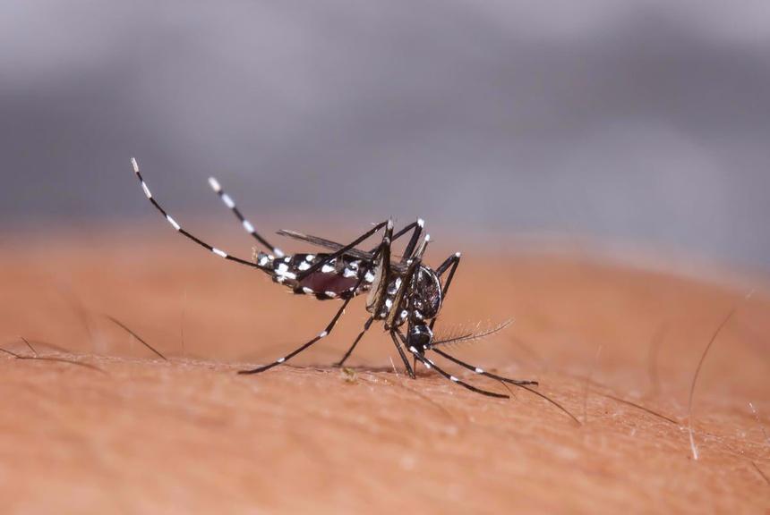 Nguy cơ dịch chồng dịch tại Việt Nam-2