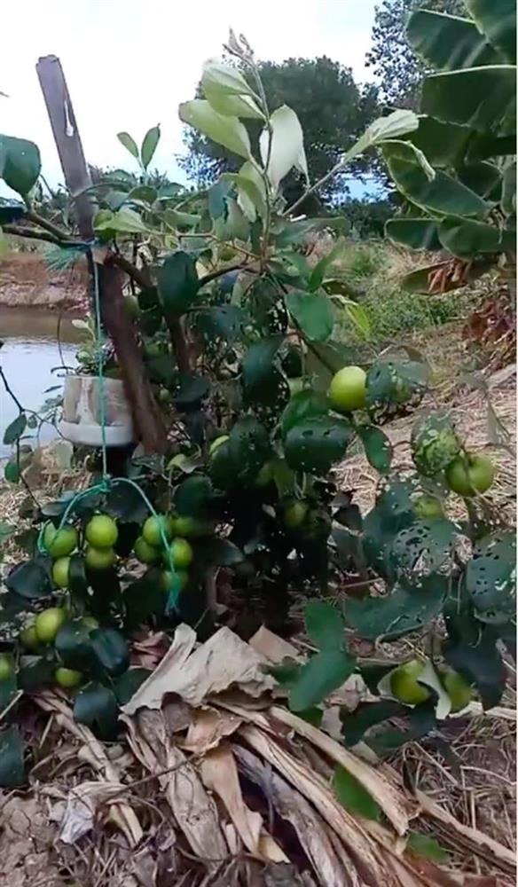 Cây táo lùn tè nhưng cho ra tới cả trăm quả khiến cô gái kinh ngạc-1