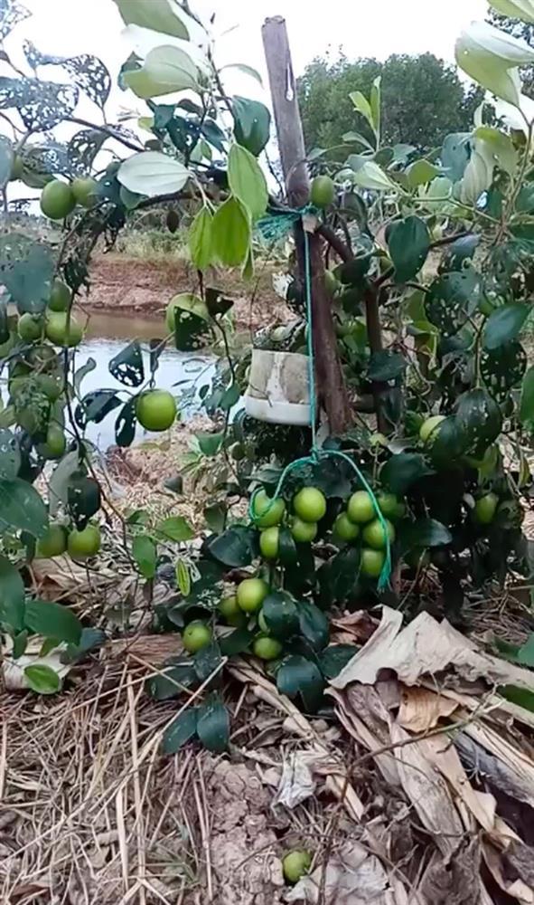 Cây táo lùn tè nhưng cho ra tới cả trăm quả khiến cô gái kinh ngạc-2