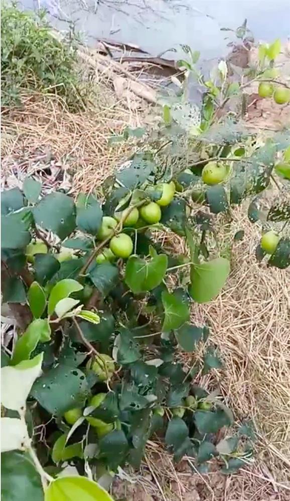 Cây táo lùn tè nhưng cho ra tới cả trăm quả khiến cô gái kinh ngạc-3