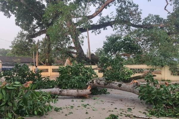 Cây đa cổ gẫy cành đè 4 học sinh: 1 bé nghi chấn động não-3