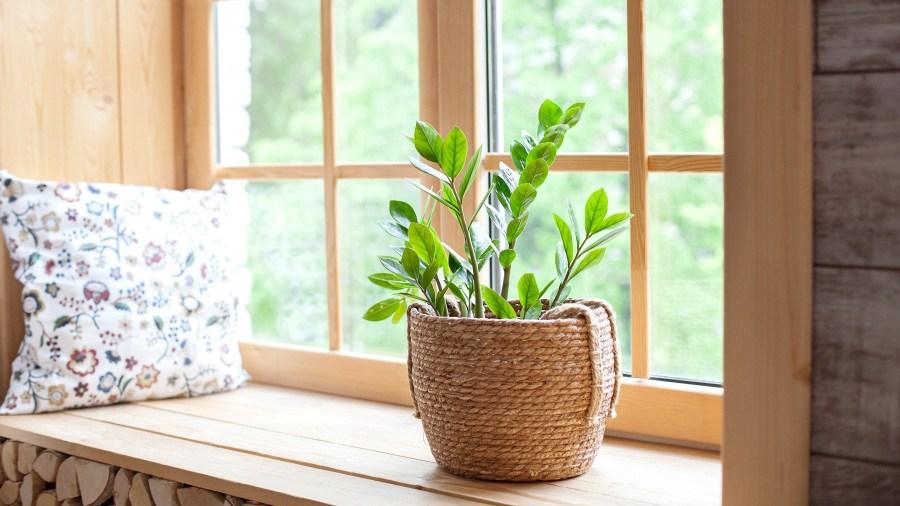 4 loại cây nhà giàu nào cũng thích trồng để mong tài lộc, may mắn-4