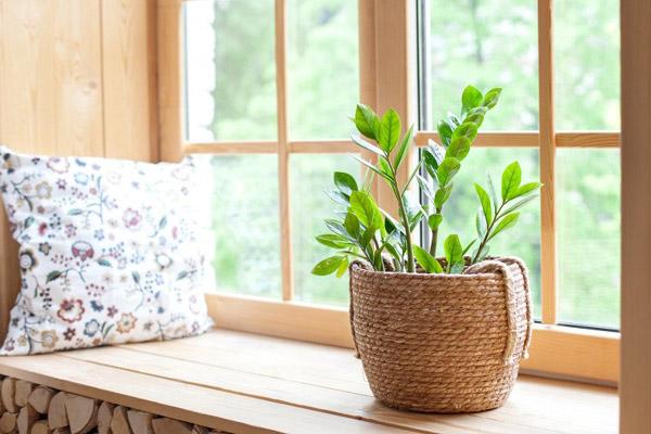 Đúng 0 giờ đặt cây phong thủy ở 1 trong 4 ví trí: Cây càng xanh tươi càng nhiều tiền bạc-3