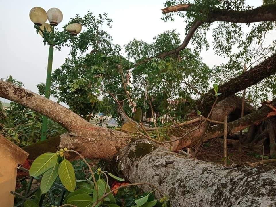 Cây đa cổ gẫy cành đè 4 học sinh: 1 bé nghi chấn động não-2