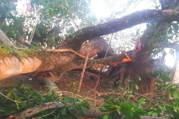 Cây đa 200 tuổi ở Quảng Ngãi bật gốc, đổ đè người đi đường tử vong-2