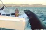Sư tử biển khổng lồ áp sát thuyền xin cá ngư dân