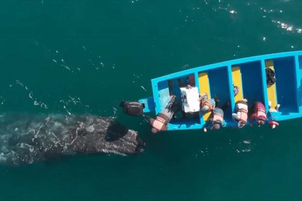 Cây cầu dài gần 40 km bắc qua hồ nước nổi tiếng ở Mỹ-1