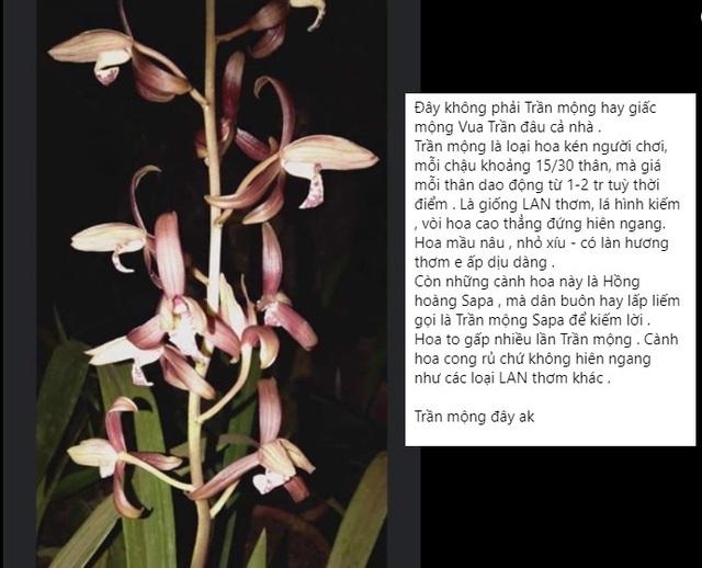 Sự thật về loài hoa lan vua chúa chỉ mấy chục ngàn đồng mua cả ôm-2