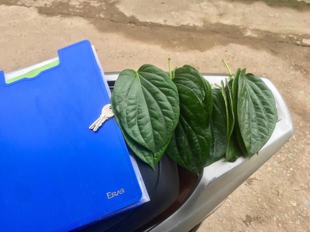 Sai em trai hái lá lốt về rán chả, chị gái tẻ ngửa nhìn thứ em đưa-1