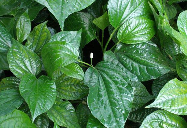 Sai em trai hái lá lốt về rán chả, chị gái tẻ ngửa nhìn thứ em đưa-2