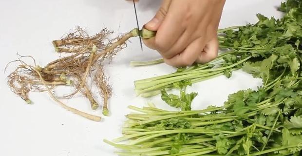 Tưởng là bỏ đi, hóa ra rễ những loại rau này lại cực nhiều dinh dưỡng-3