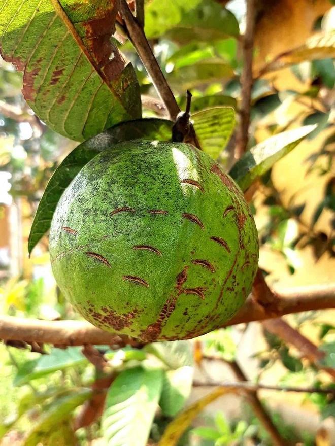 Bức ảnh trái ổi bị tra tấn khiến ai cũng nhớ lại tuổi thơ: Người thành phố chắc không biết đâu-3