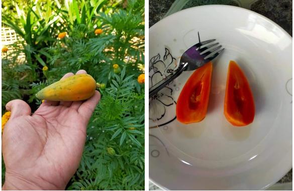 Hết lòng chăm bẵm chờ thu hoạch, quả ngọt không thấy chỉ ôm bụng tức-1