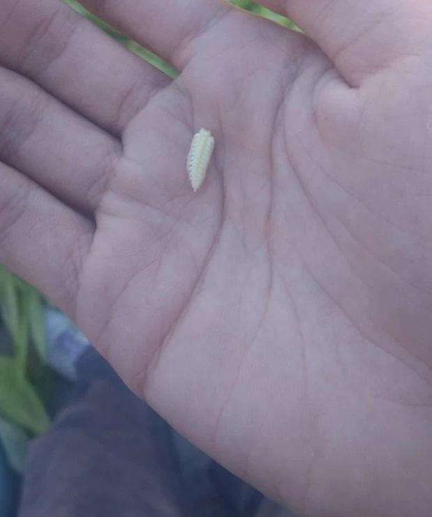 Hết lòng chăm bẵm chờ thu hoạch, quả ngọt không thấy chỉ ôm bụng tức-7