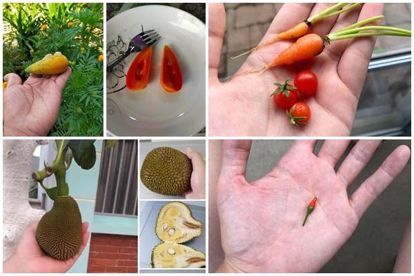 Tốn công chăm bẵm cây dưa hấu trong chậu, tới lúc xẻ ra ăn, cô gái té ngửa-7