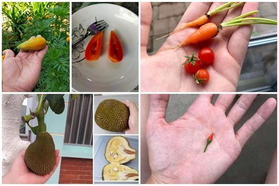 Hết lòng chăm bẵm chờ thu hoạch, quả ngọt không thấy chỉ ôm 'bụng tức'