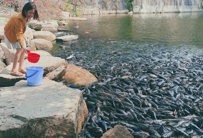 Đàn cá trê hàng nghìn con hút khách du lịch đến Thoại Sơn-1
