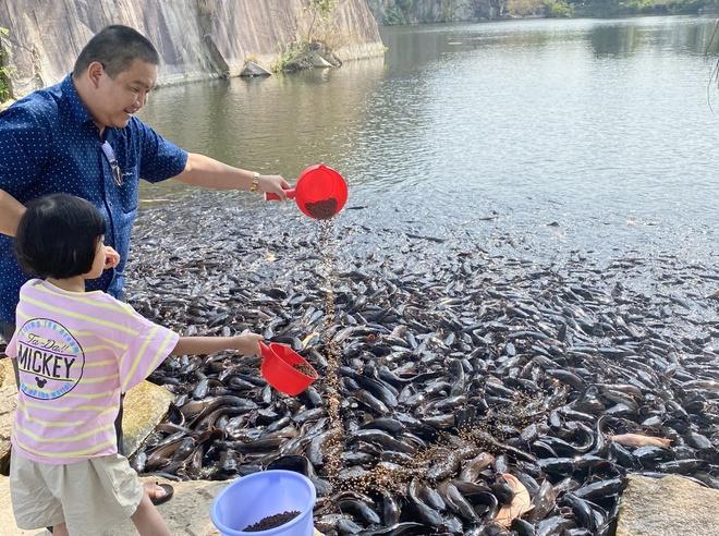 Đàn cá trê hàng nghìn con hút khách du lịch đến Thoại Sơn-2