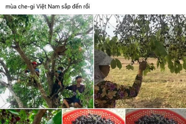 Bỏ nửa triệu mua cherry nhưng nếu không biết cách ăn thì rất hại sức khỏe-2