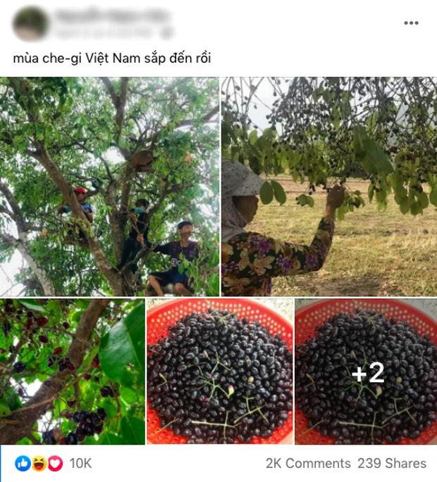 Cô nàng khoe mùa cherry Việt Nam sắp đến, dân mạng cười muốn nội thương-1