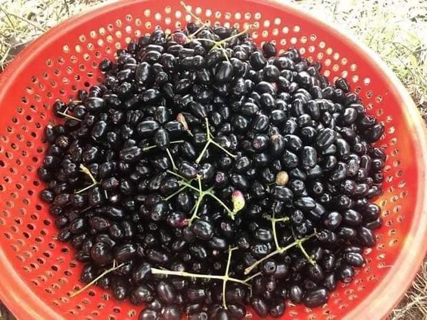 Cô nàng khoe mùa cherry Việt Nam sắp đến, dân mạng cười muốn nội thương-3