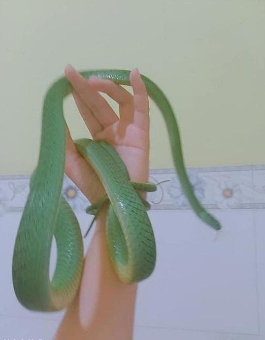 Cô gái nuôi rắn làm bạn, thích được rắn quấn cổ, ôm ấp cưng chiều-10