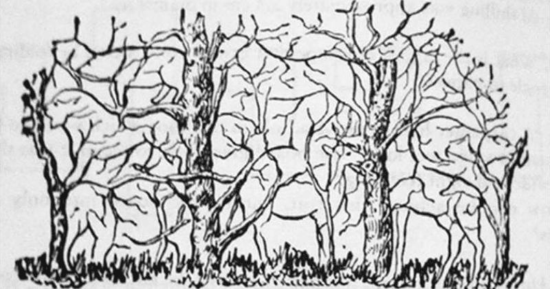 Con vật nhìn thấy đầu tiên sẽ tiết lộ bạn là người như thế nào?-1