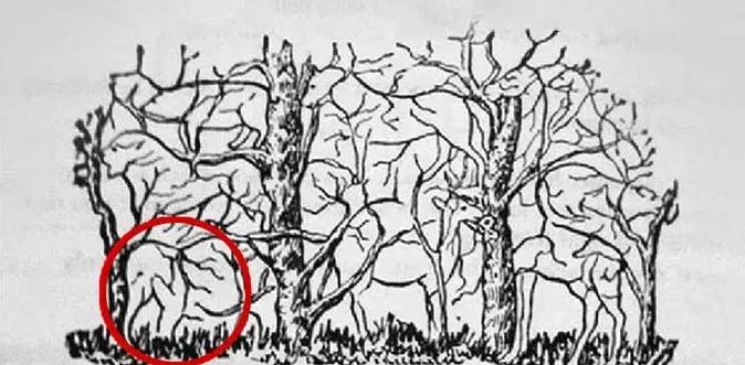 Con vật nhìn thấy đầu tiên sẽ tiết lộ bạn là người như thế nào?-4