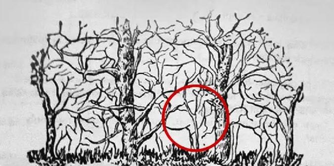 Con vật nhìn thấy đầu tiên sẽ tiết lộ bạn là người như thế nào?-5