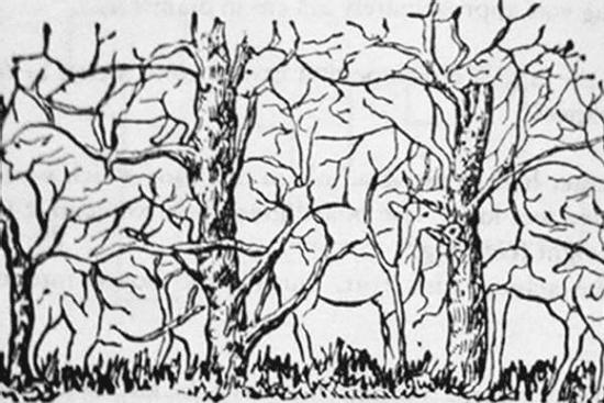 Con vật nhìn thấy đầu tiên sẽ tiết lộ bạn là người như thế nào?