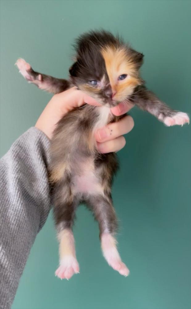 Mèo con mặt 2 nửa màu đốn tim cư dân mạng-1