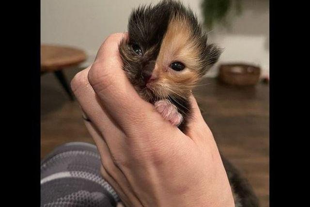 Mèo con mặt 2 nửa màu đốn tim cư dân mạng-2