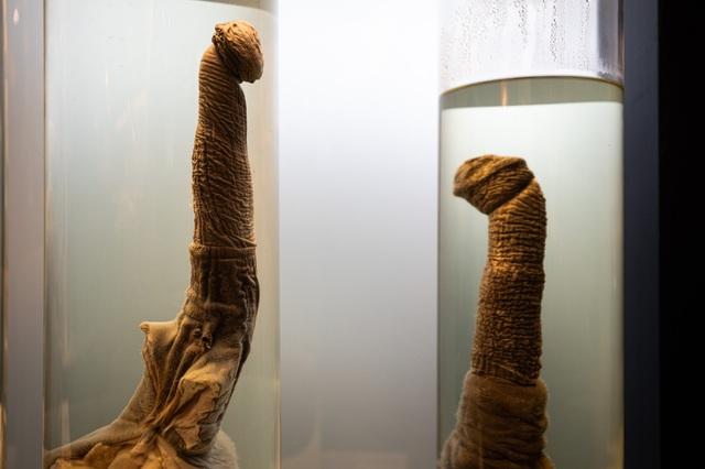 Khám phá nơi trưng bày hàng trăm của quý lớn nhỏ các loại-1