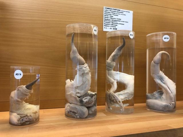 Khám phá nơi trưng bày hàng trăm của quý lớn nhỏ các loại-3