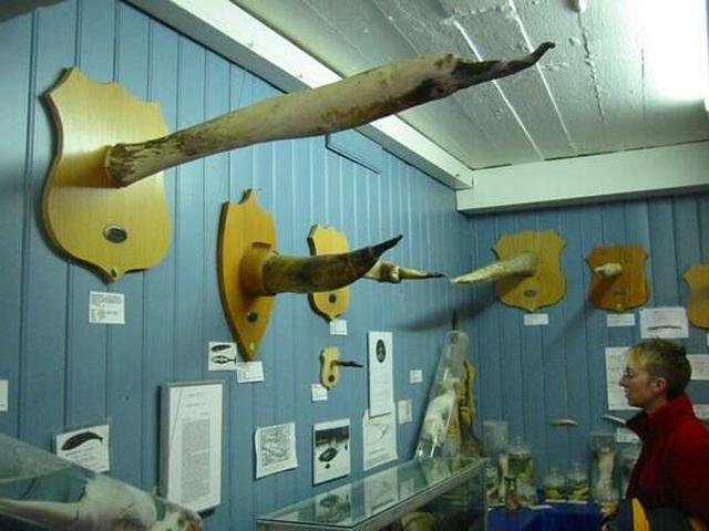 Khám phá nơi trưng bày hàng trăm của quý lớn nhỏ các loại-4