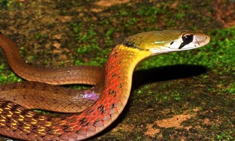 Bé 15 tháng bị rắn cắn tử vong, nhiều người u mê nuôi làm pet cưng-1