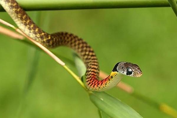 Soi đèn tìm chuột dưới gầm giường, bé trai bị rắn cắn-2