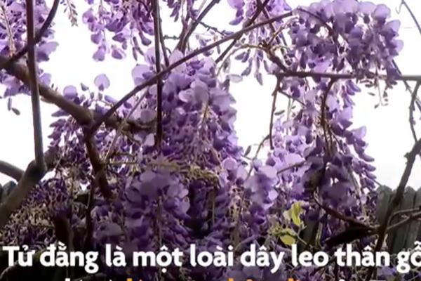 Biển mây trong veo xuất hiện ở Trung Quốc-1