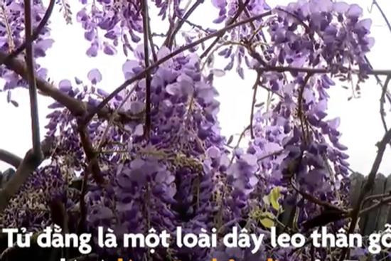 Cây tử đằng hơn 400 tuổi nở hoa ở Trung Quốc