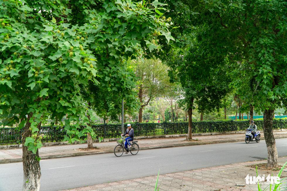 Sự thật về hàng phong lá đỏ tuyệt đẹp bị phá bỏ ở khu Nguyễn Chí Thanh-2