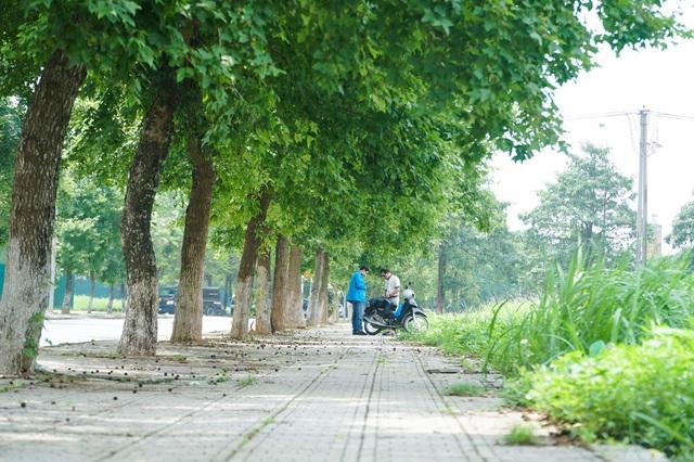 Sự thật về hàng phong lá đỏ tuyệt đẹp bị phá bỏ ở khu Nguyễn Chí Thanh-4