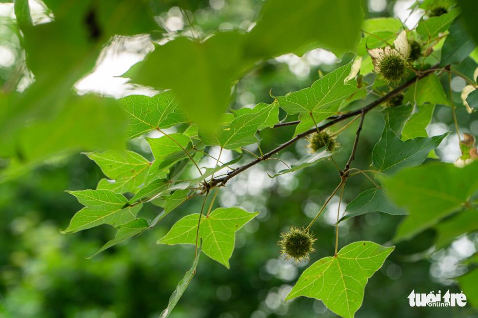 Sự thật về hàng phong lá đỏ tuyệt đẹp bị phá bỏ ở khu Nguyễn Chí Thanh-7