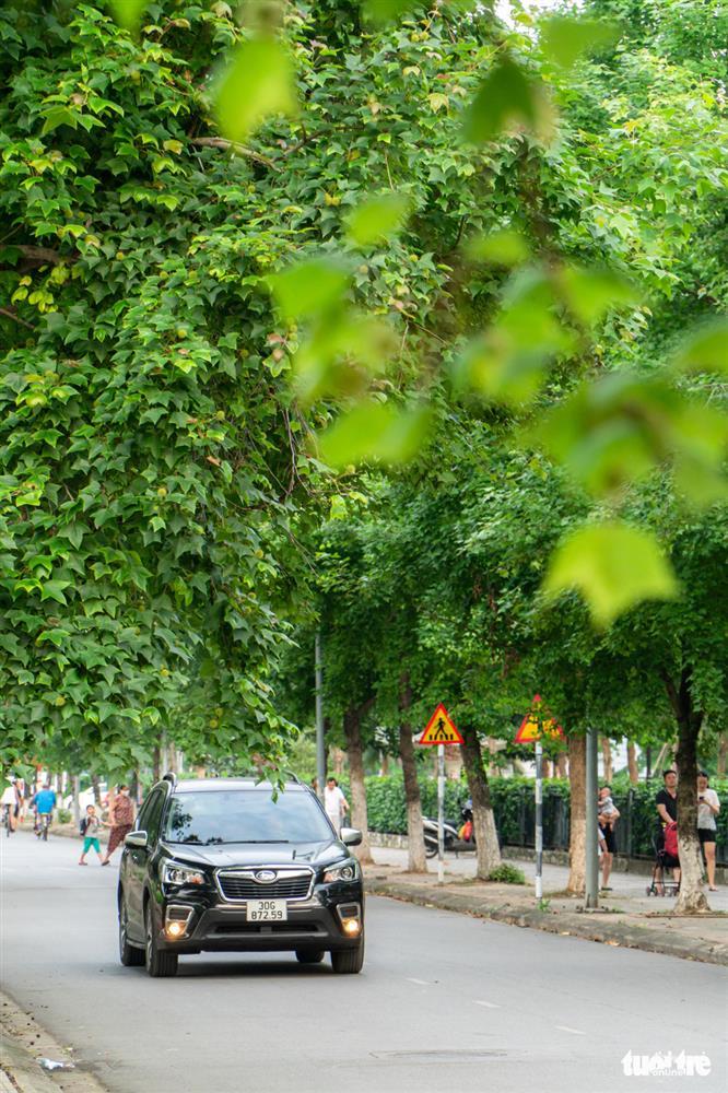 Sự thật về hàng phong lá đỏ tuyệt đẹp bị phá bỏ ở khu Nguyễn Chí Thanh-8