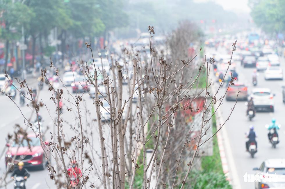 Sự thật về hàng phong lá đỏ tuyệt đẹp bị phá bỏ ở khu Nguyễn Chí Thanh-1