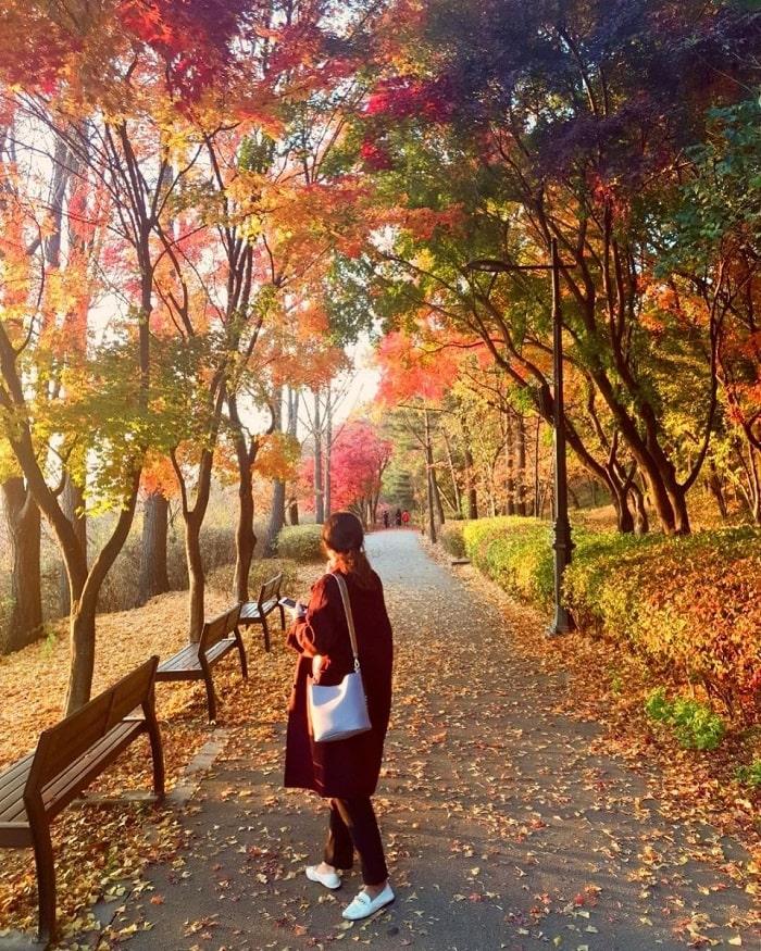 Sự thật về hàng phong lá đỏ tuyệt đẹp bị phá bỏ ở khu Nguyễn Chí Thanh-18