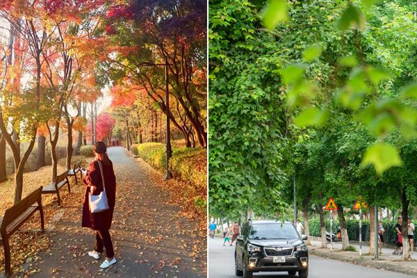 Dân chơi săn lùng siêu lá trị giá 1 tỷ 300 triệu đồng khiến nhiều người kinh ngạc-3