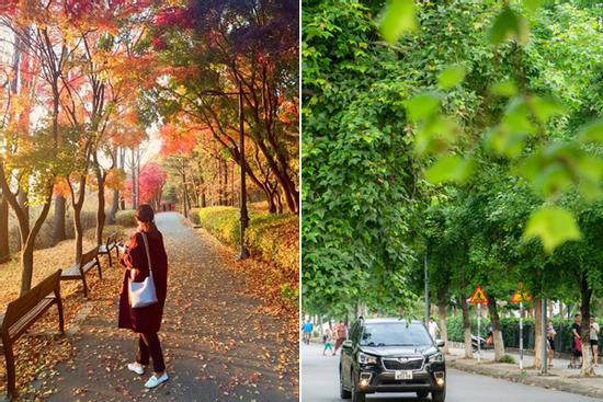 Sự thật về hàng phong lá đỏ tuyệt đẹp bị phá bỏ ở khu Nguyễn Chí Thanh