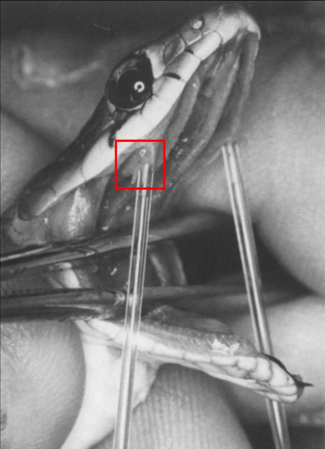 Bé gái ở Tiền Giang bị nữ hoàng bóng đêm cắn tử vong: Sát thủ ẩn mình-1