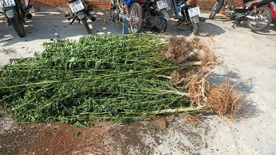 Người nước ngoài ở Bình Thuận trồng hơn 400 cây cần sa trong nhà-1